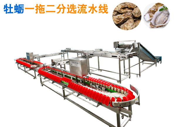 生蠔重量分選機(jī)，提升分選流水線
